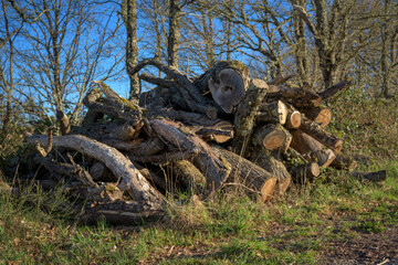 Troncos de madera cortados y apilados en el bosque