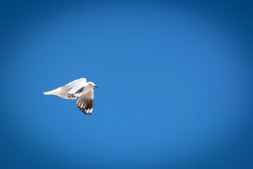 white swan flying in the sky