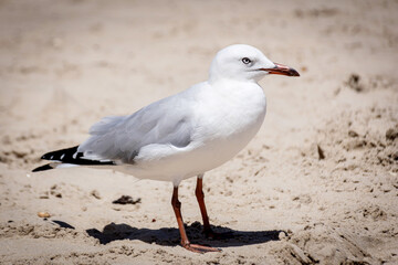 seagull on the beach