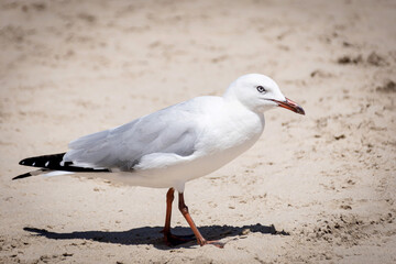 seagull on the beach
