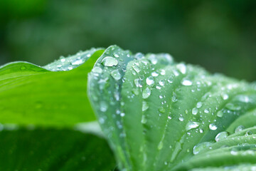 Grass in the garden with water drops on green leaves with a copy of the space. Close-up