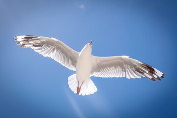 seagull in the sky