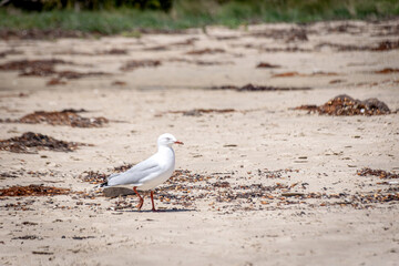 seagulls on the beach