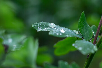 Grass in the garden with water drops on green leaves with a copy of the space. Close-up