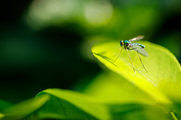 Closeup nature view of green leaf