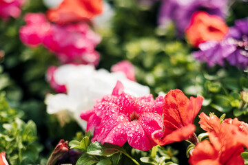 Colorful red, white, purple petunias. Beautiful petunia flowers wallpaper. Spring background, floral background