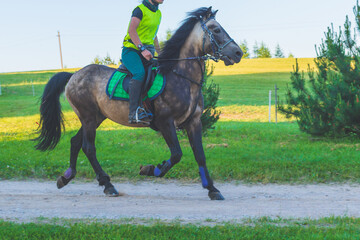 Woman racing, riding horse in summer nature.Equestrian on a horse.Horse in motion.Nature summer forest background.