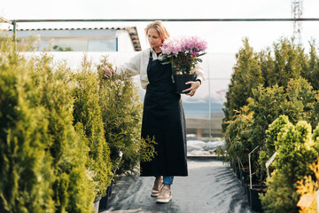 A girl gardener with a beautiful flowering rhododendron in her hands checks coniferous plants in the garden center in early spring. Landscape design. Tree planting season.