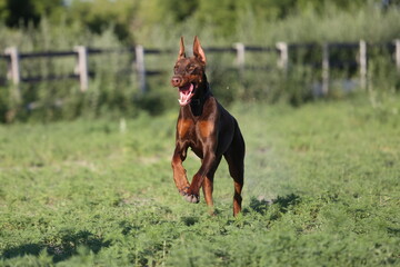 Doberman dog running on a grass field