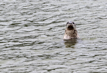 Seal at Dyea tidal flats Alaska