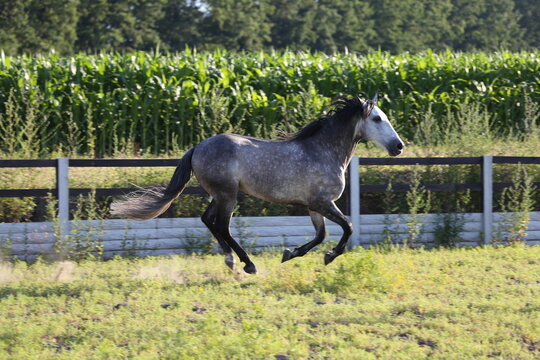 Grey andalusian horse loping in a green field. Horse running in a paddock