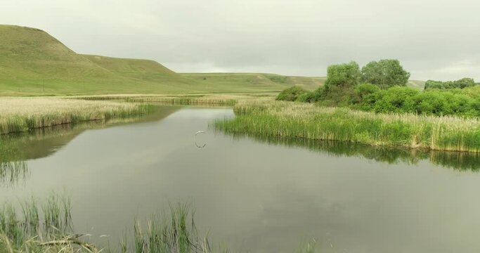 Stork flight on the river with beauty calm swampy backwater with reeds and thickets and bald hills background. Aerial above drone wide view at summer cloudy day.