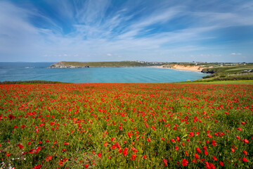 poppies fields at crantock and polly joke cornwall