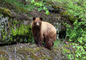 Brown bear in Skagway Alaska summertime