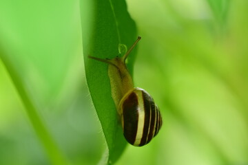 Close up of a housing snail on a green leaf