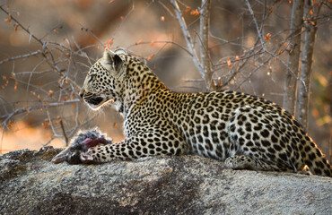 A young African leopard feeding on a hare early in the morning, Kruger National Park, South Africa