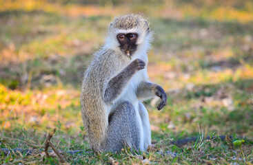 A vervet monkey feeding on grass in southern Kruger National Park, South Africa