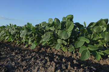 Fototapeta na wymiar Agriculture, closeup of green cultivated soybean plants in field with clear blue sky, agriculture in late spring or early summer