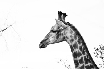 A solitary giraffe in the woodlands of Kruger National Park, South Africa