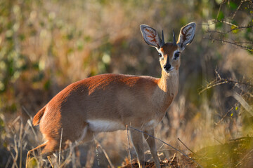 A steenbok (Raphicerus campestris) at sunrise in southern Kruger National Park, South Africa