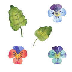 Paint set of hand-drawn watercolor pansies flowers on a white background. Use for menus, invitations, wedding
