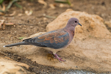 Laughing Dove - Spilopelia senegalensis, beautiful colored turtle-dove from African gardens, wodlands and forests, lake Langano, Ethiopia.