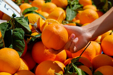 Young woman picking fresh oranges on farmers market. Female shopping for organic local produce...