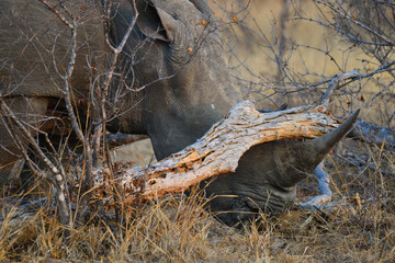 A white rhino foraging for food under a fallen branch on the woodlands of the Greater Kruger area, South Africa - obrazy, fototapety, plakaty