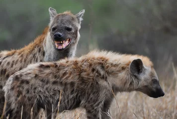 Fotobehang Hyena Een moeder zag hyena en haar jongen, Kruger National Park, Zuid-Afrika