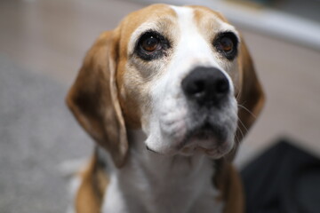 portrait of a cute beagle