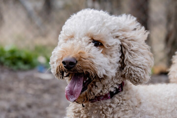 poodle puppy in grass