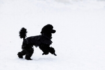 dog in snow