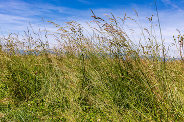 hohes gras am feldrand bei kirchberg mit jura im hintergrund