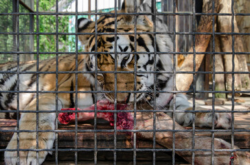 Tiger chews on the leg of a roe deer in a cage - 441390424