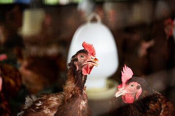 Hens in bio farm.,Chickens in farm at day.