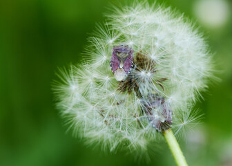 white dandelion large blanc grows in nature