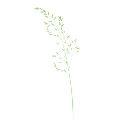 Wild grass shoots vector stock illustration. Fresh green young grass. Panicle. Template for a wedding card. Isolated on a white background. - obrazy, fototapety, plakaty