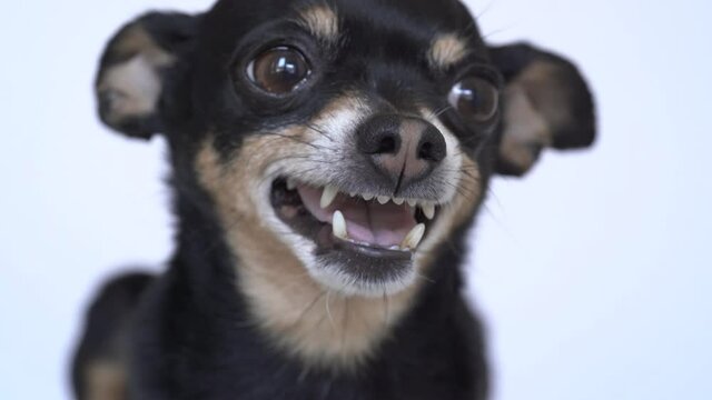 Close-up of an angry little black dog Toy Terrier breed on a white background. Small dog growls and grins, angry dog. Selective focus. 4K.
