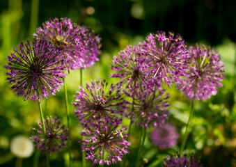 Fototapeta premium flower, purple, nature, plant, garden, allium, flowers, 