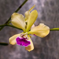 Orchidaceae Cattleya deckeri. Botanical Garden, KIT Karlsruhe, Germany, Europe.