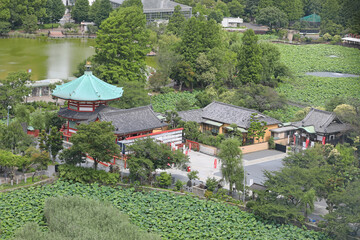 上野恩賜公園の不忍池