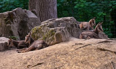 Chamois. Karlsruhe, Germany, Europe