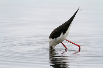 Echasse blanche Himantopus himantopus en gros plan avec ou sans poussin