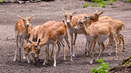 Blackbuck at the forest edge. Karlsruhe, Baden Wuerttemberg, Germany