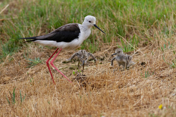 Echasse blanche Himantopus himantopus en gros plan avec ou sans poussin
