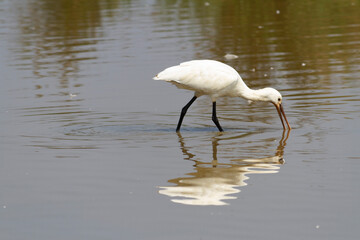 Spatule Eurasienne Platalea leucorodia pêchant dans des eaux peu profondes