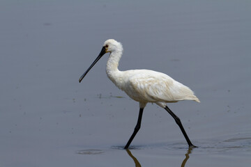 Spatule Eurasienne Platalea leucorodia pêchant dans des eaux peu profondes