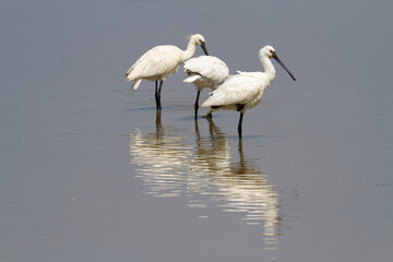 Spatule Eurasienne Platalea leucorodia pêchant dans des eaux peu profondes