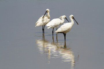 Spatule Eurasienne Platalea leucorodia pêchant dans des eaux peu profondes