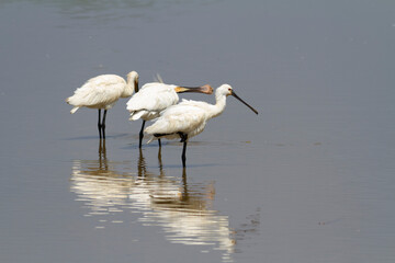 Spatule Eurasienne Platalea leucorodia pêchant dans des eaux peu profondes
